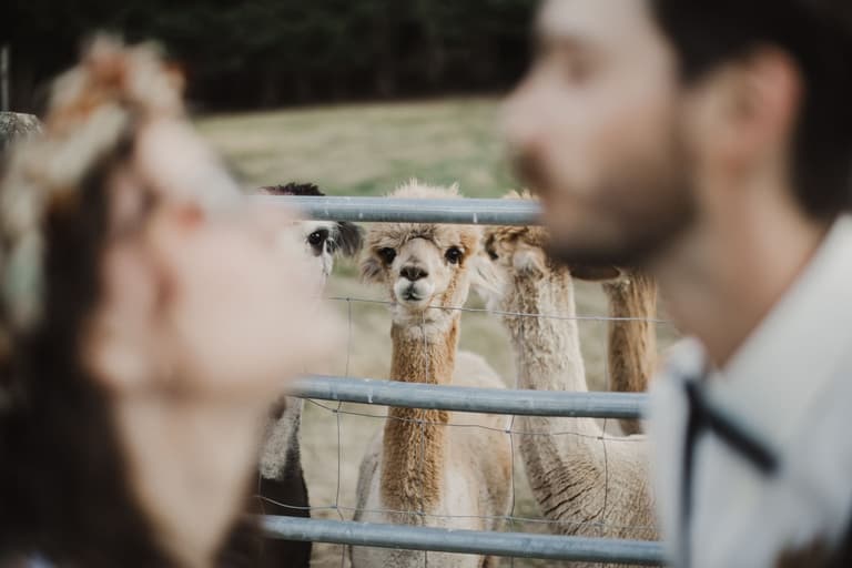 Couple laughing with curious alpacas over a farm fence
