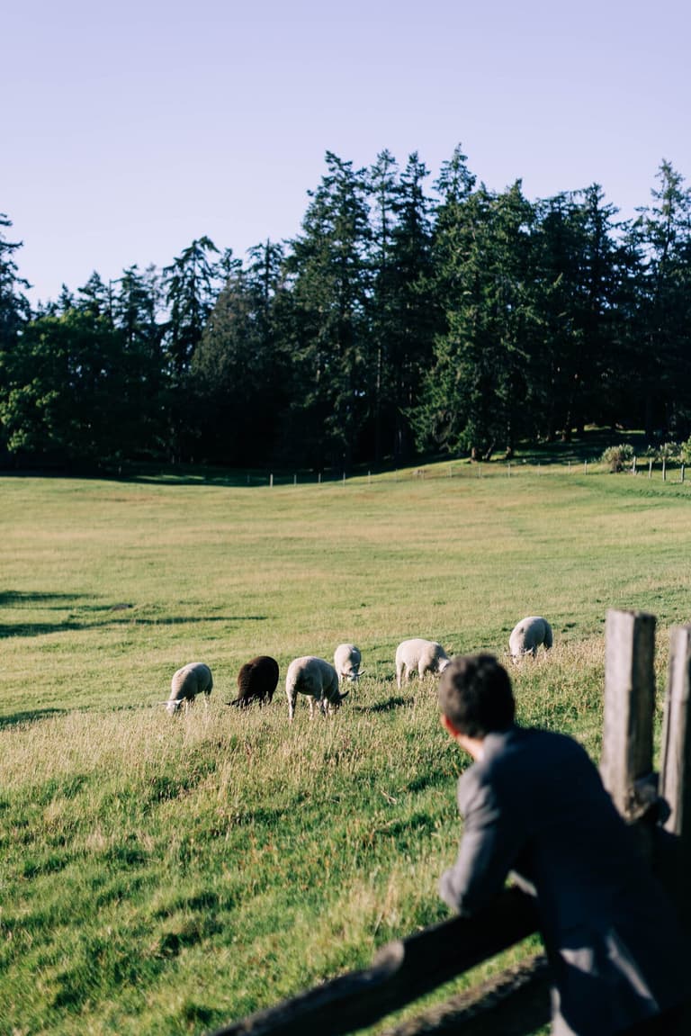 Man watching a flock of sheep graze from the fence line