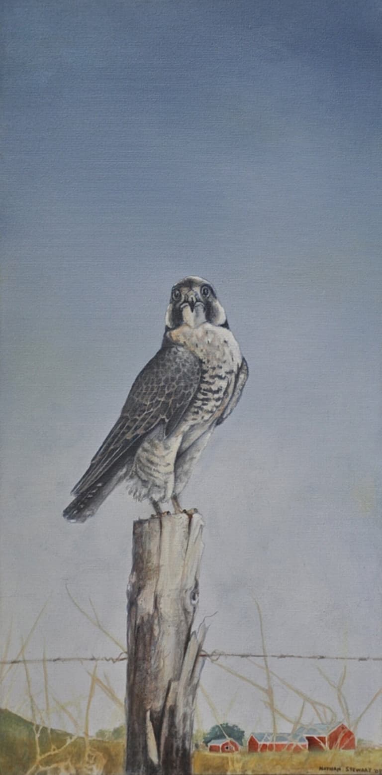 Painting of a falcon perched on a weathered fence post