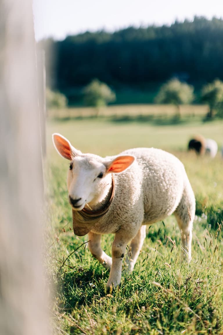 Curious lamb with tagged ears walking through pasture grass