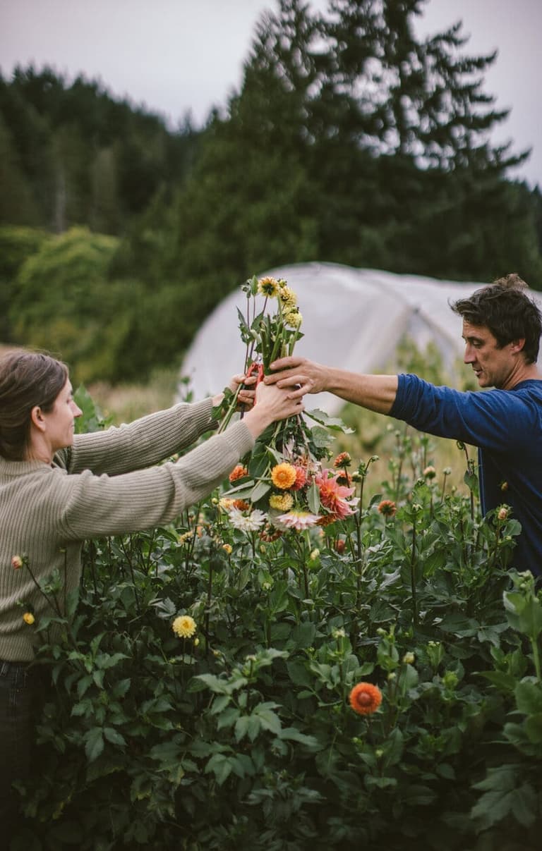 Two flower farmers passing cut dahlias across a blooming field row