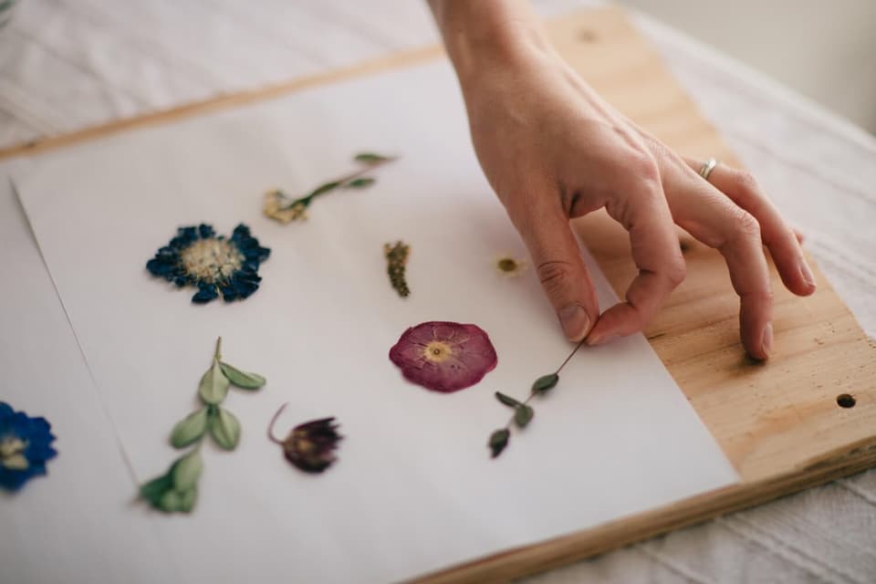Hand arranging pressed flowers including a deep purple bloom on white paper for Vancouver Island wedding flower preservation