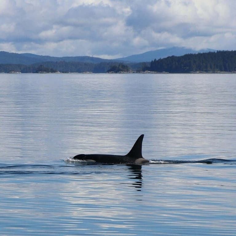 Orca surfacing near Quadra Island on a wildlife boat tour