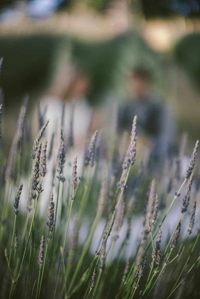 Lavender spikes in focus before a softly blurred couple