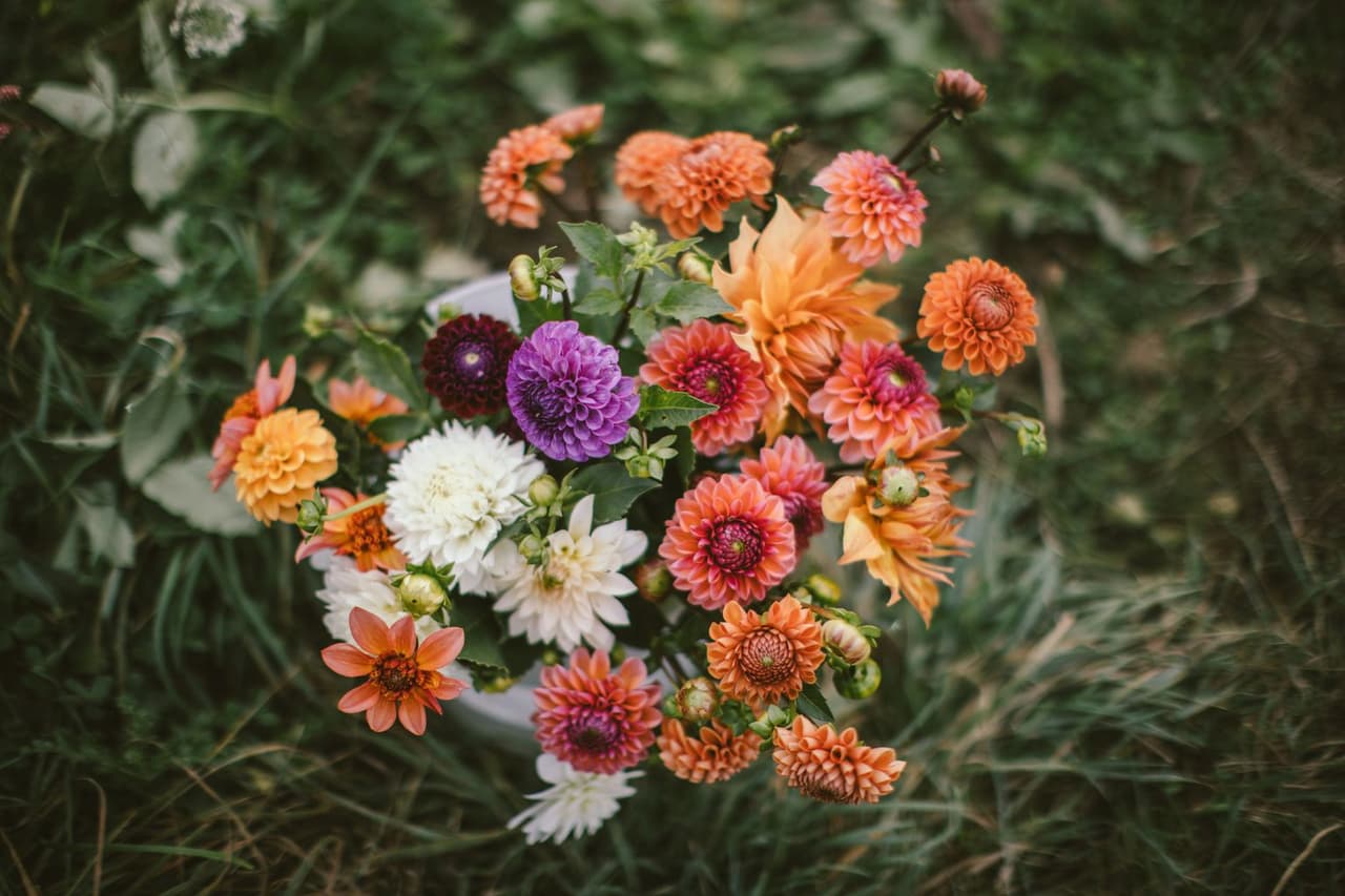 Freshly cut dahlias in coral, orange, cream, and deep purple packed into a bucket in the grass at Lost Field Farm on Salt Spring Island