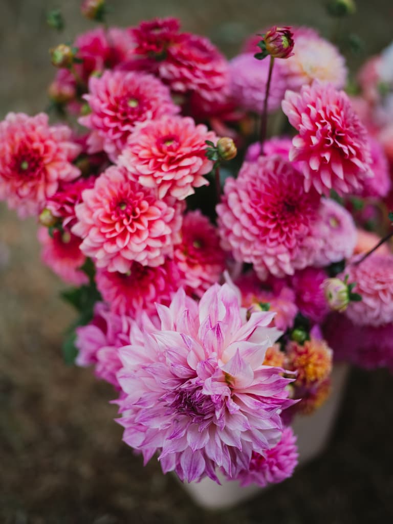 Layered pink and magenta dahlias in close focus with a bee visiting blooms, soft green background blurred